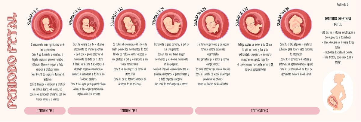 Periodo fetal