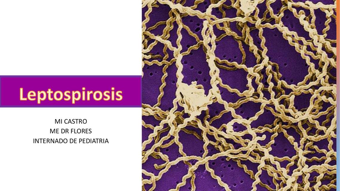 Leptospirosis 