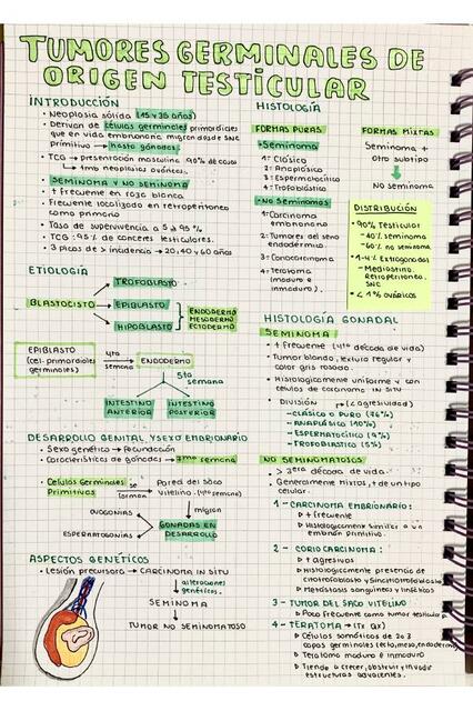 TUMORES GERMINALES DE ORIGEN TESTICULAR