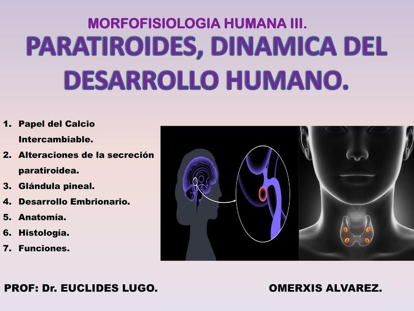 Paratiroides, Dinámica del Desarrollo Humano 