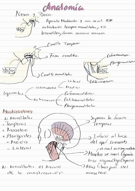 Anatomía Nexos y Boca 