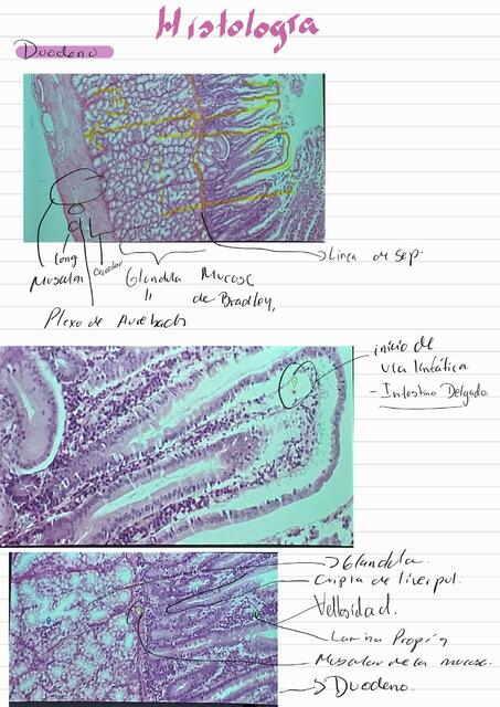 Histología Digestivo