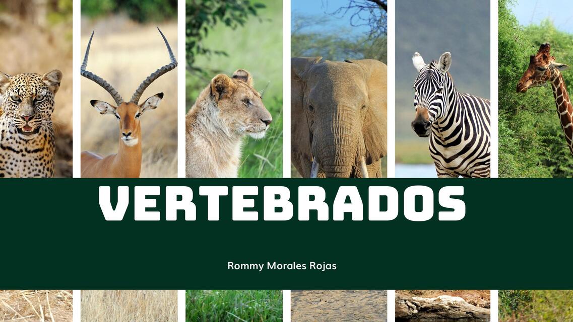 Vertebrados