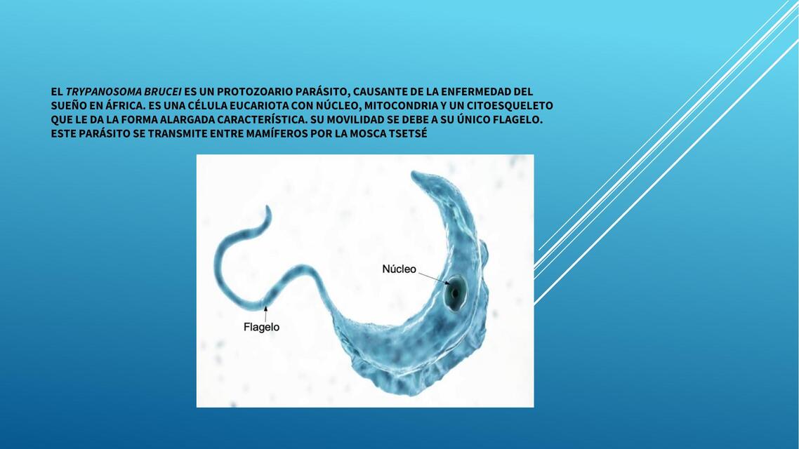 Células eucariotas