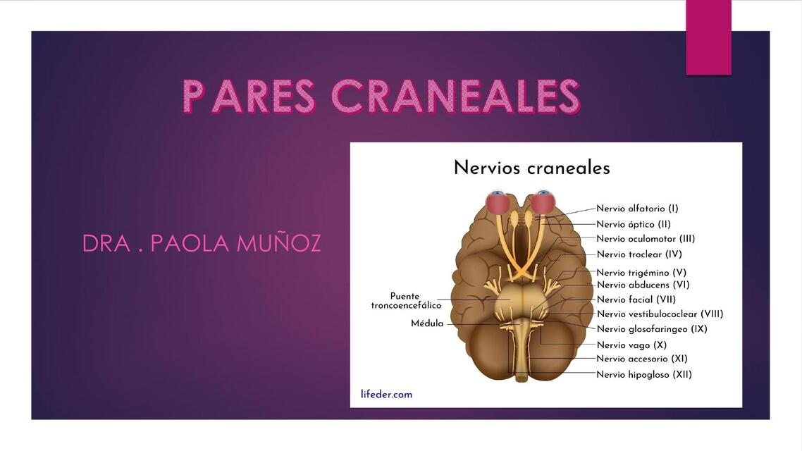 Pares craneales 