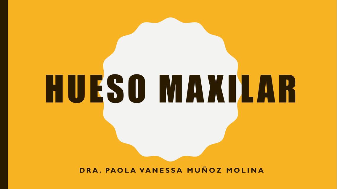 Hueso Maxilar 