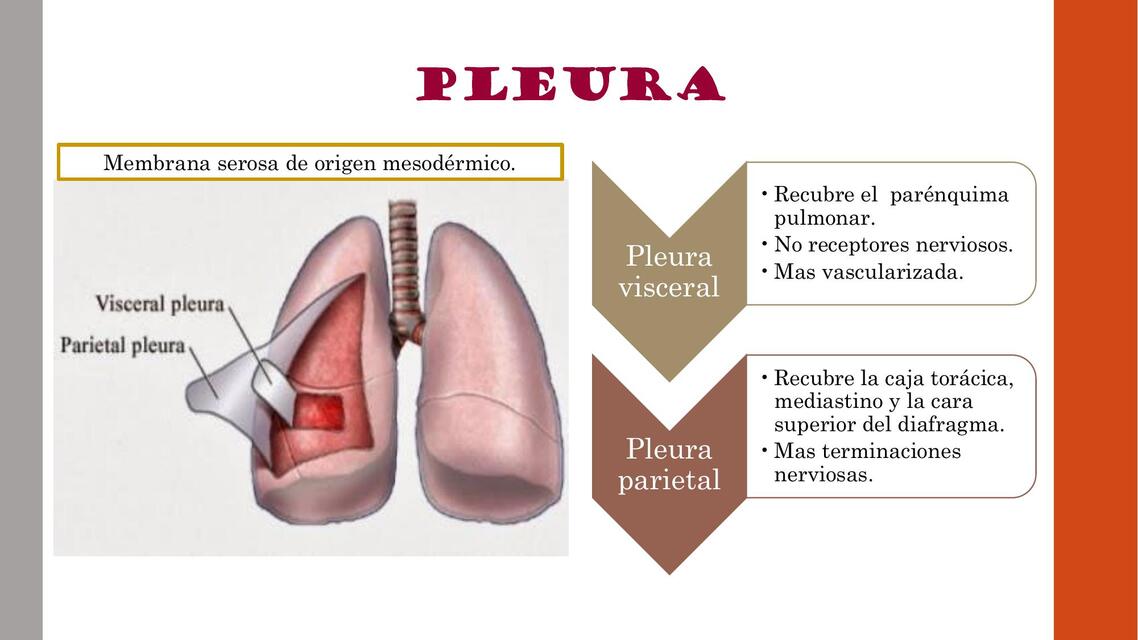 Pleura 