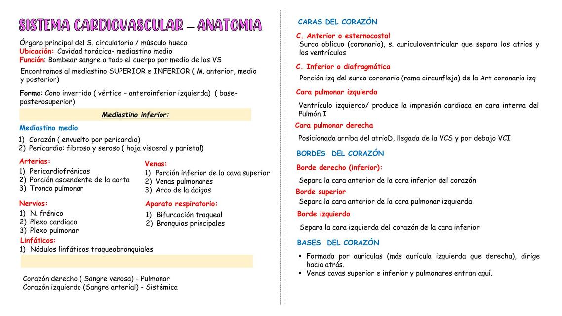 Anatomía del corazón