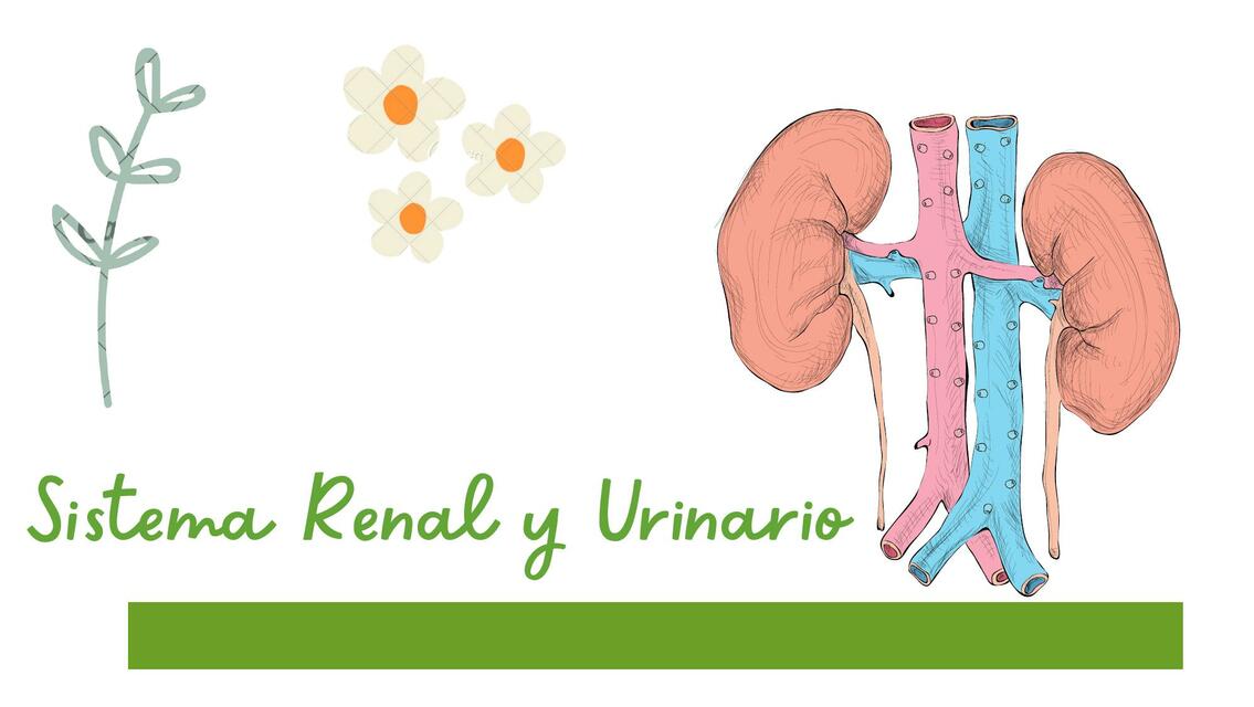 Sistema Renal y Urinario 