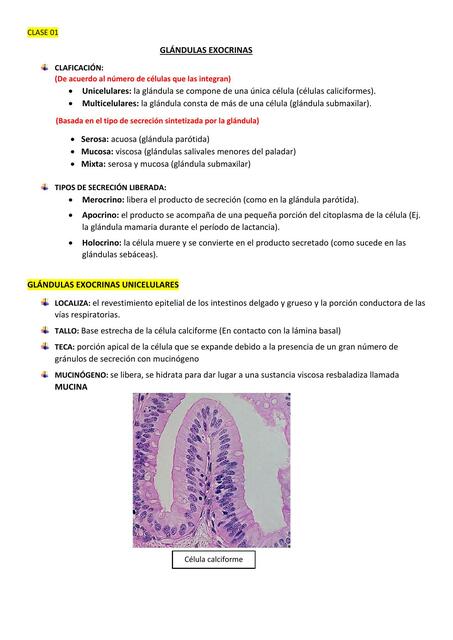 Glándulas Exocrinas 