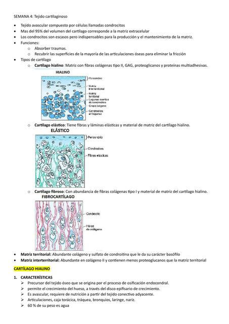 Tejido Cartilaginoso 