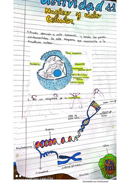 Núcleo y Ciclo Celular 