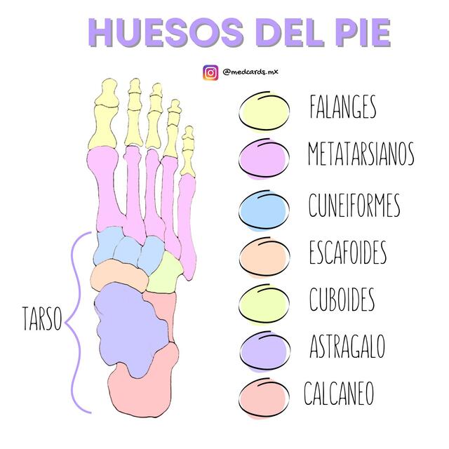 Huesos del pie