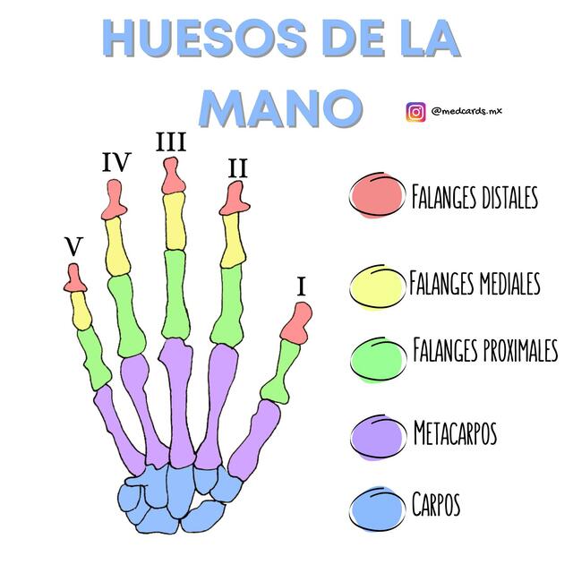 HUESOS DE LA MANO