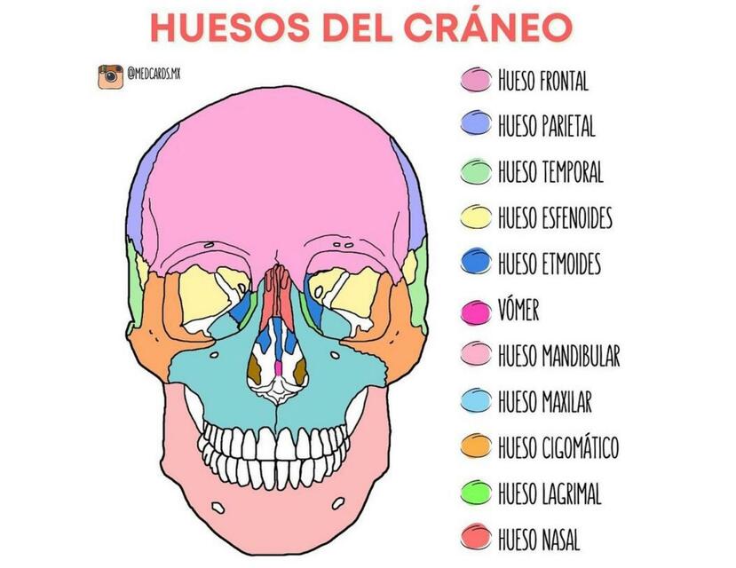 HUESOS DEL CRANEO