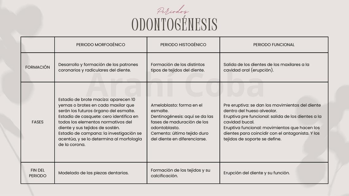 PERIODOS ODONTOGÉNESIS