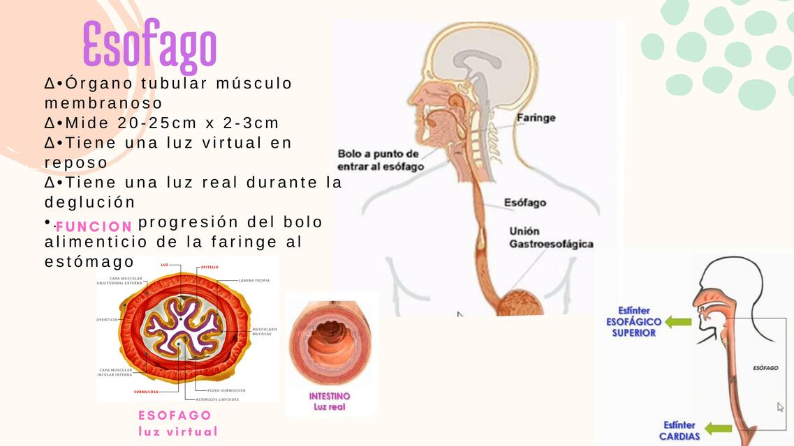 Esofago y estómago