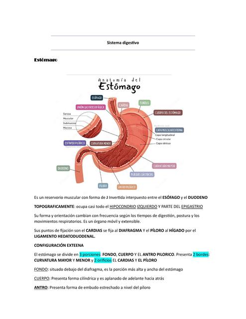 Sistema digestivo  