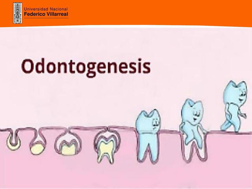 Odontogénesis