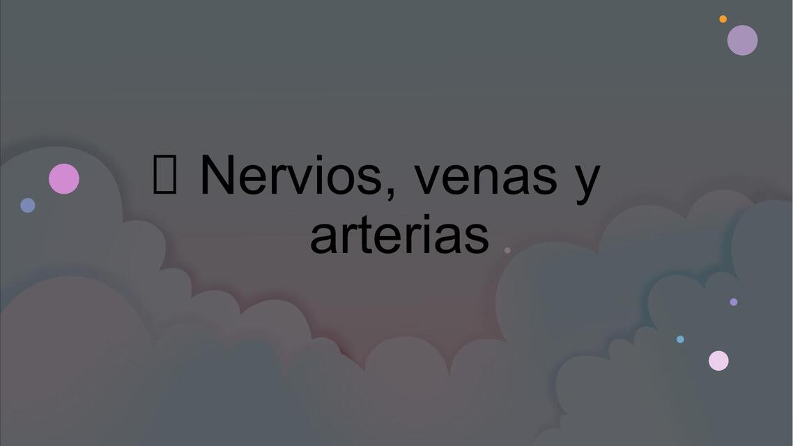 Nervios venas y arterias de la pelvis 1