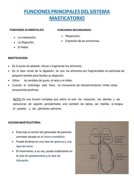 Funciones principales del sistema masticatorio  