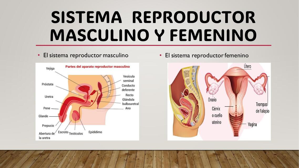 Sistema reproductor masculino y femenino  