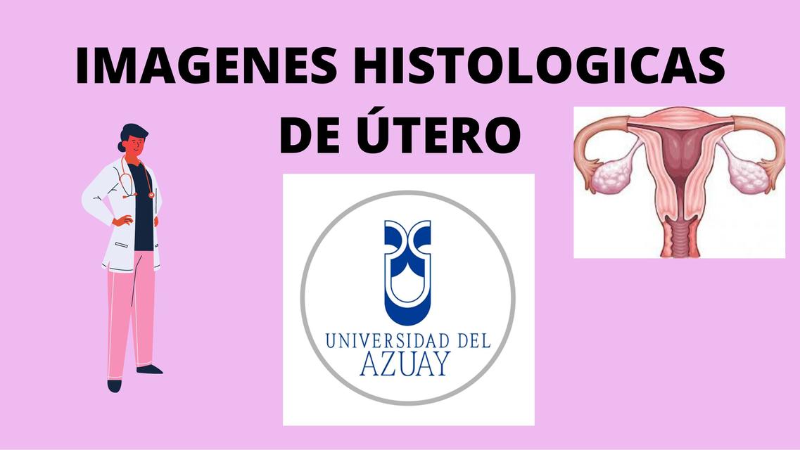 IMAGENES HISTOLOGICAS DE ÚTERO