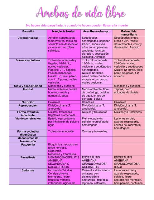Amebas De Vida Libre Resumen Tips Medic Udocz