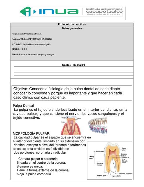 Morfología de la pulpa 