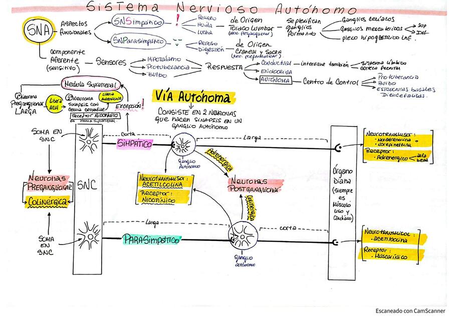 Fisiologia SNA