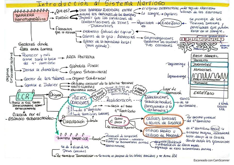 Fisiologia Introducción al SISTEMA NERVIOSO