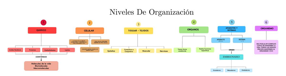 Niveles de organización