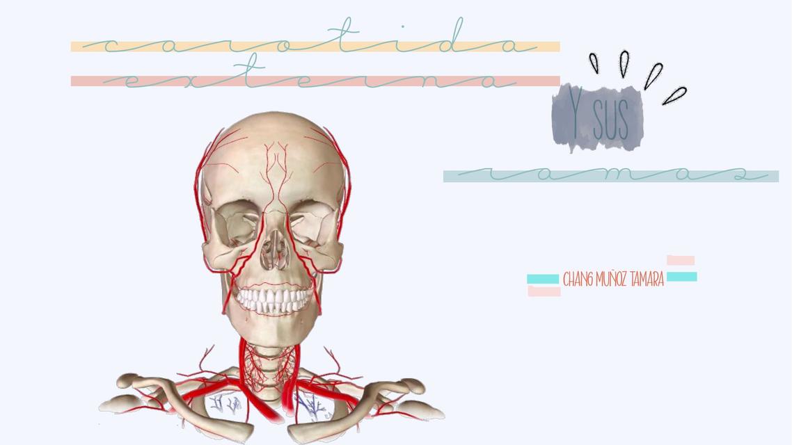 Art carotida externa y sus ramas