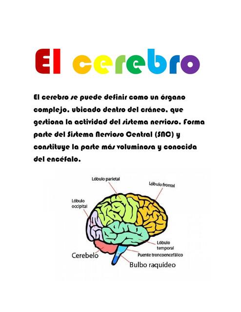 El cerebro