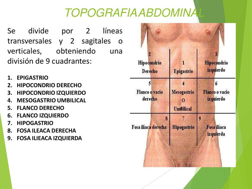 Cavidad abdominal