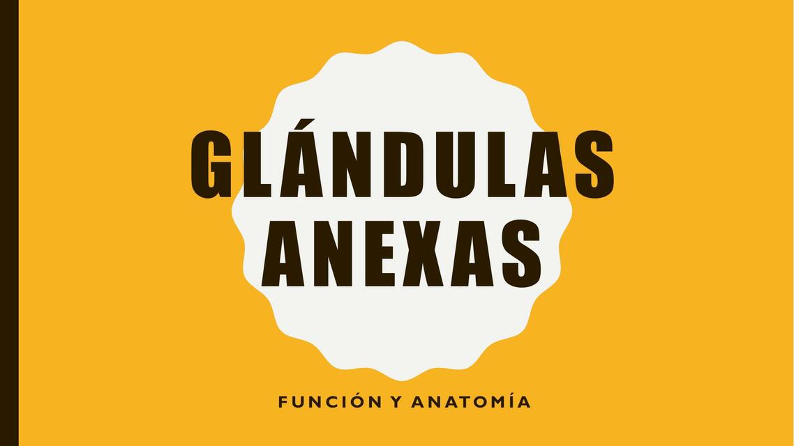 Glándulas anexas 