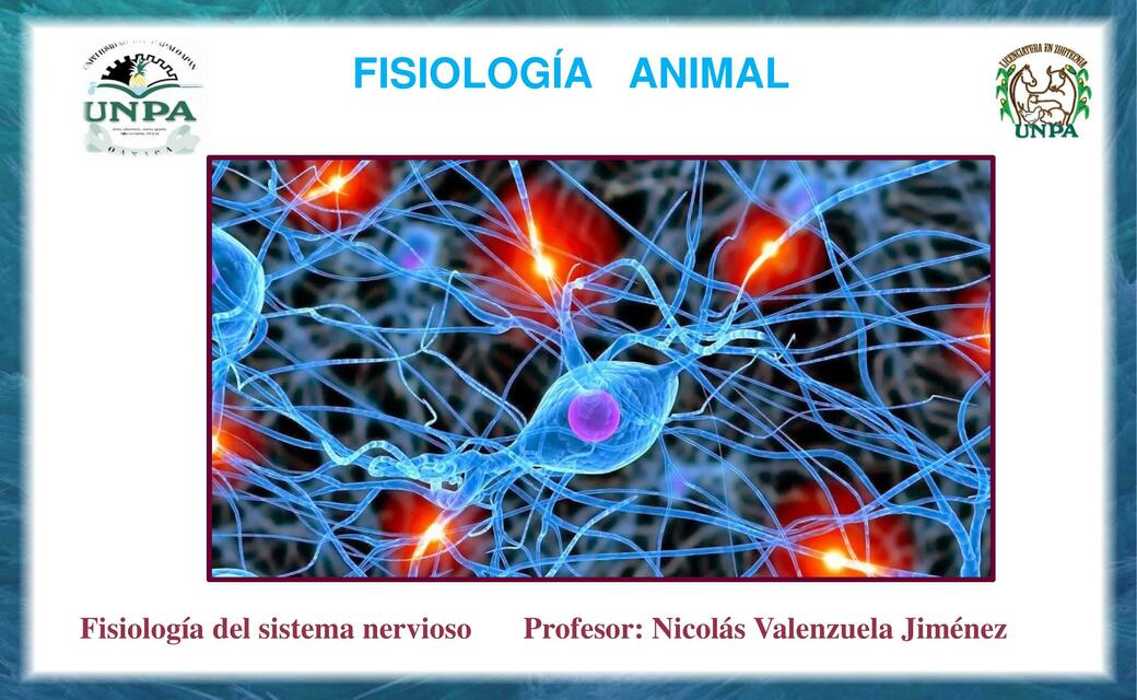 Fisiología del sistema nervioso 