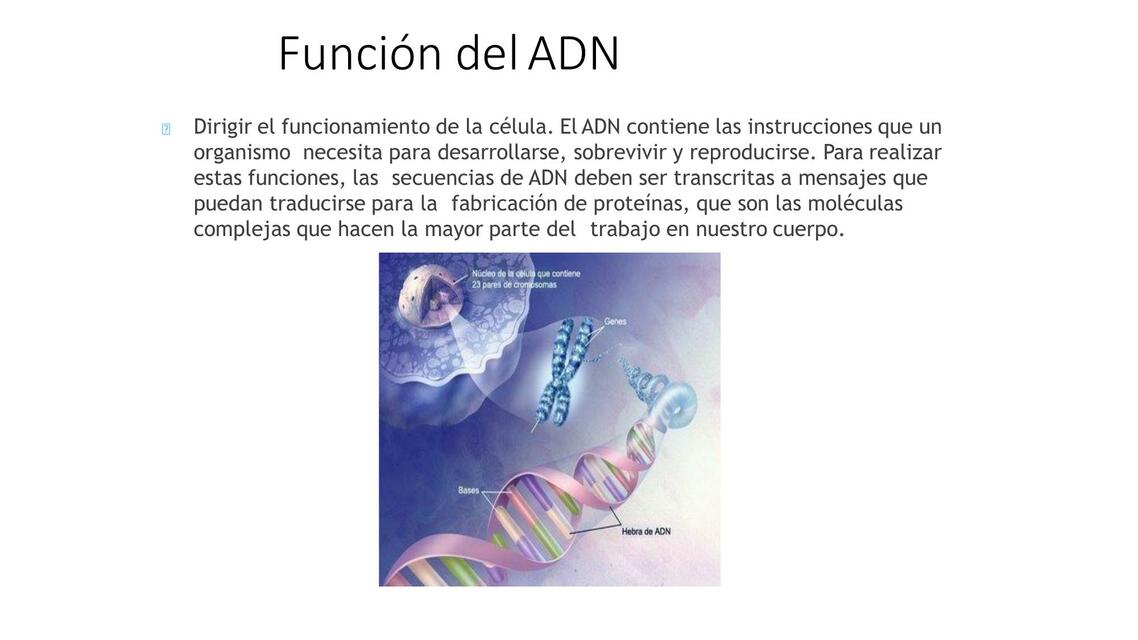 Función del ADN