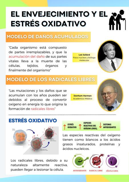 El envejecimiento y el estrés oxidativo