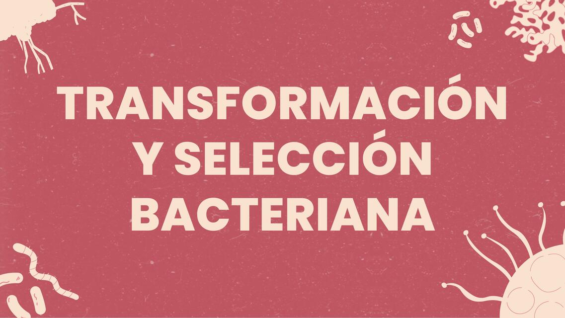 Transformación y selección bacteriana 