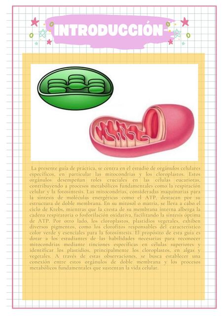 Estudio de Orgánulos celulares : Mitocondrias y Cloroplastos