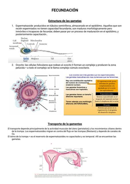 Fecundación