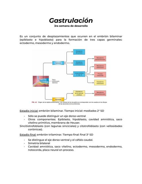 Gastrulación