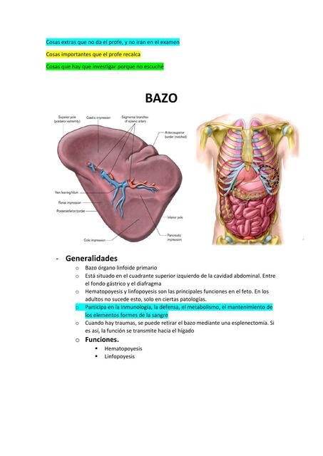 Anatomía del bazo