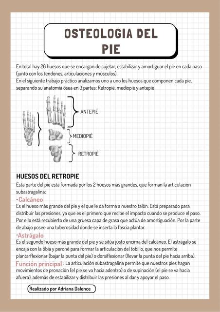 Anatomia del pie