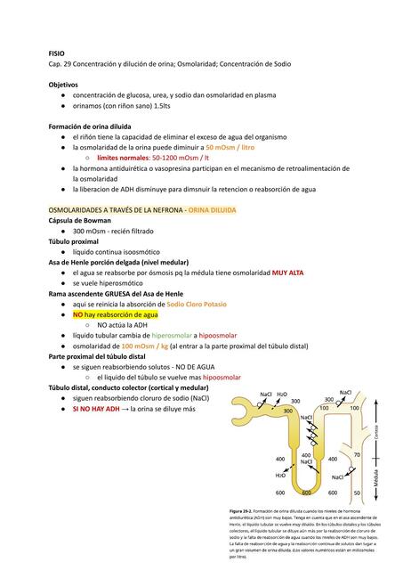 Concentración y dilución de orina Osmolaridad 