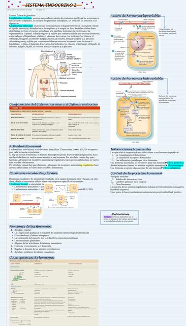 Sistema endocrino