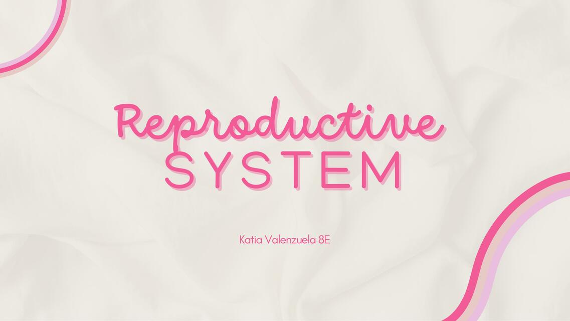 Reproductive System