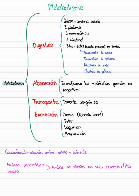 Metabolismo 