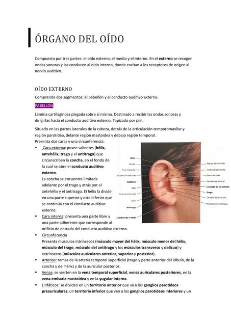 RESUMEN NEUROANATOMÍA 4 PARCIAL